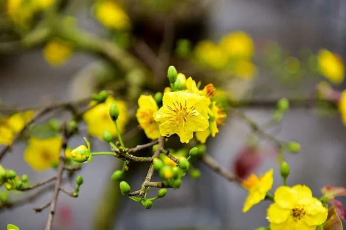Phân tích 3 khổ đầu bài mùa xuân nho nhỏ của Thanh Hải